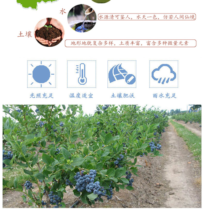 藍莓汁詳情_05