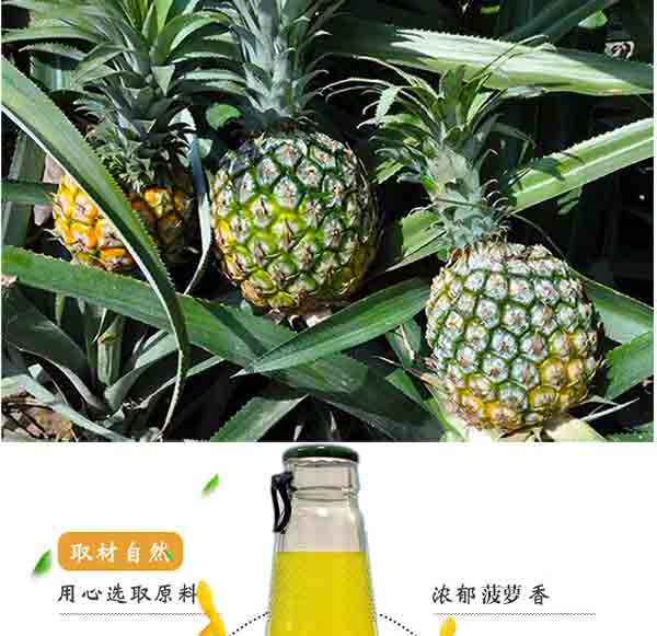 wz菠蘿詳情_06